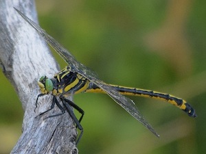 Eastern Ringtail female - Erpetogomphus designatus